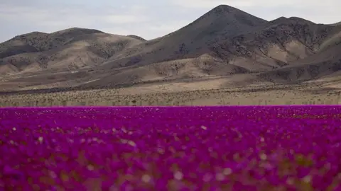 Floral Spectacle in the Atacama Desert: A Rare Desert Bloom