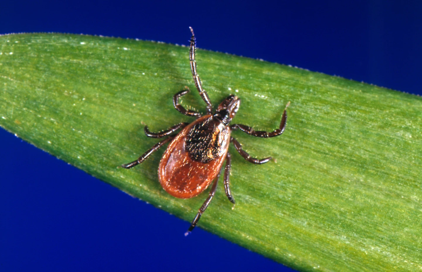 Tick Season Kicks Off With Alarming Spike in Bites