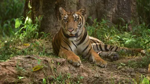 Indian Authorities Arrest Wanted Trafficker of Tiger Parts