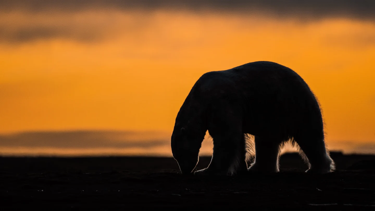 Reviving Polar Bear Tourism in Alaska Amid Changing Regulations