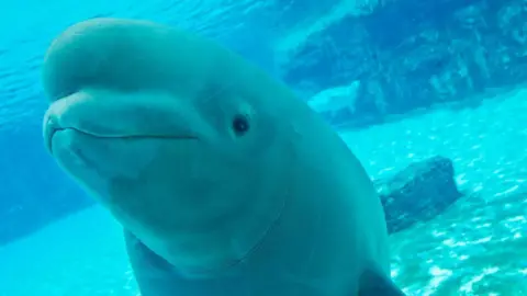 Crisis at Marineland: 30 Beluga Whales Threatened with Euthanasia