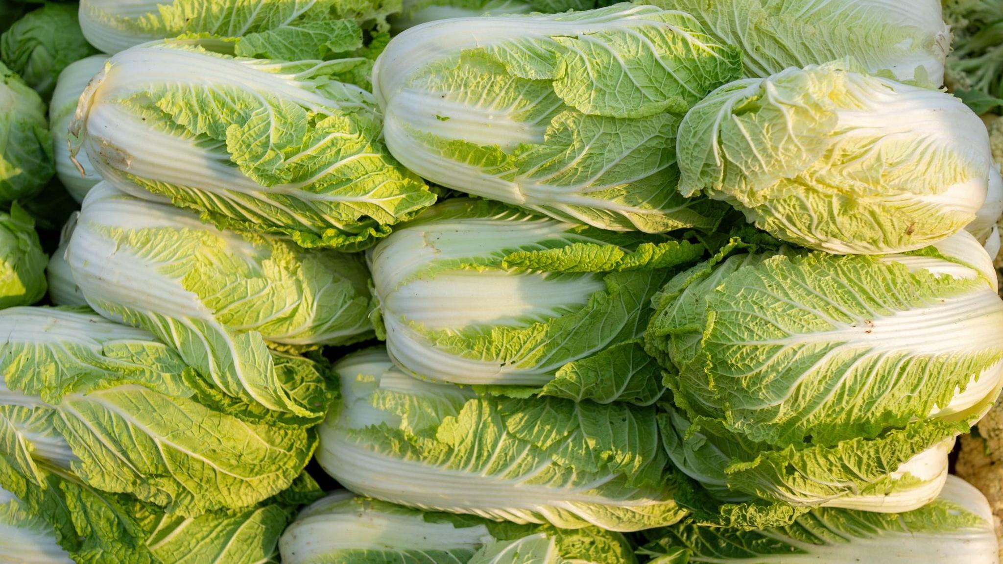 China probes formaldehyde use on cabbages to keep them fresh