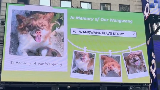 Animal Abuse in China Spurs Global Outcry as Censors Tighten Grip
