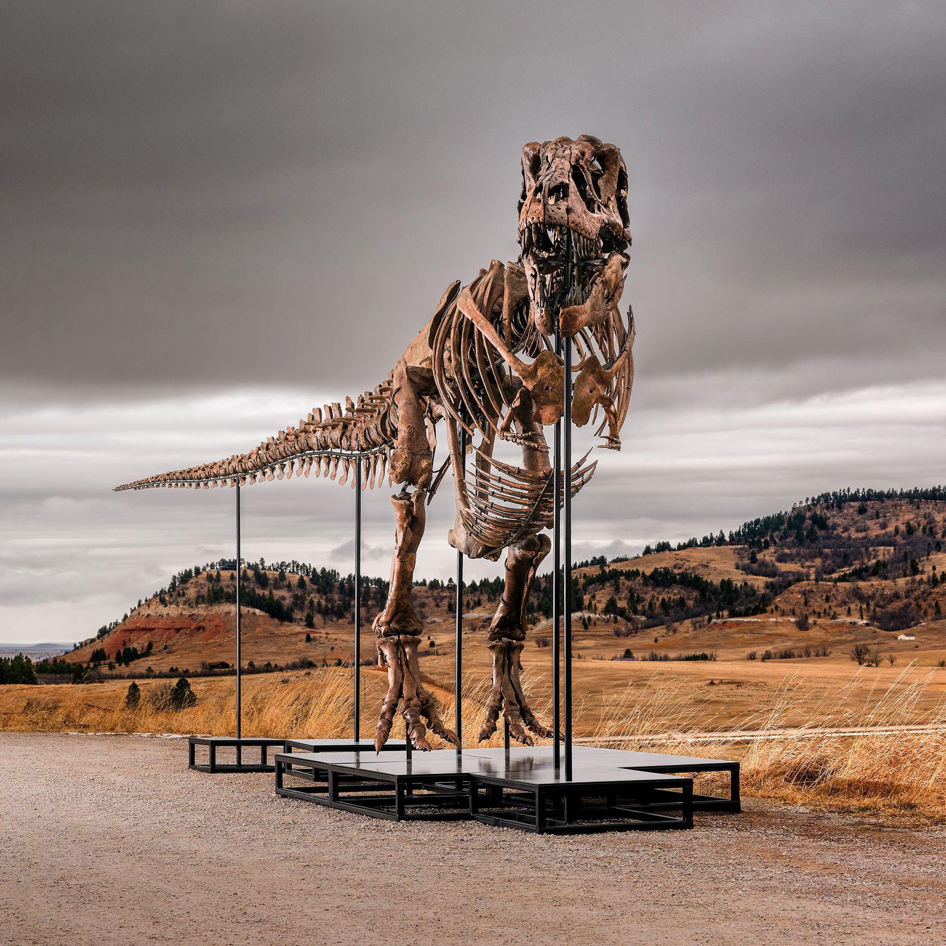 Sotheby’s T. rex Auction: The Fossil Hike to the Highest Price