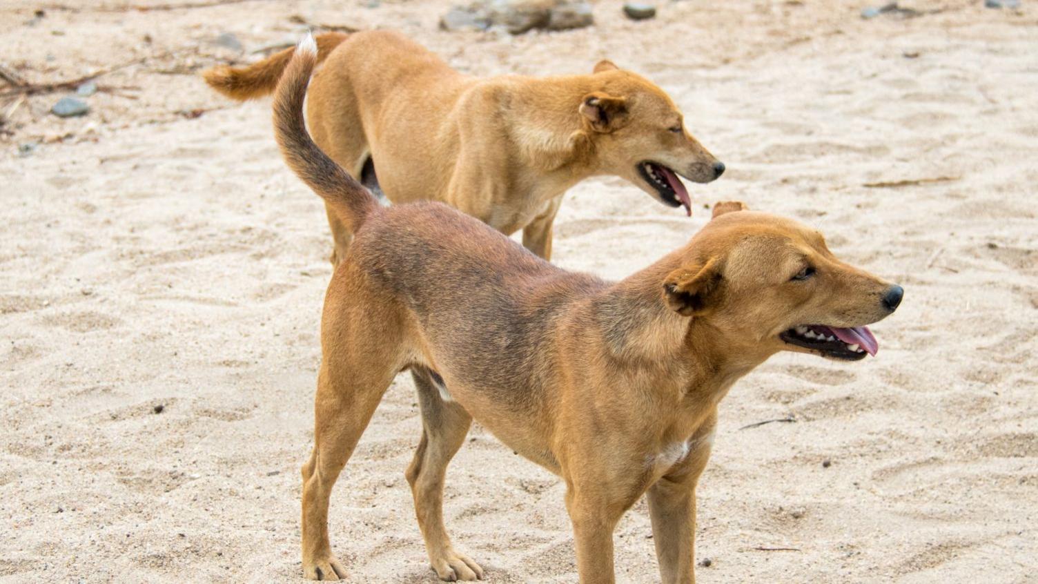 Hossana’s Tragedy: Community Orders Hundreds of Dog Killings After Rabies Outbreak