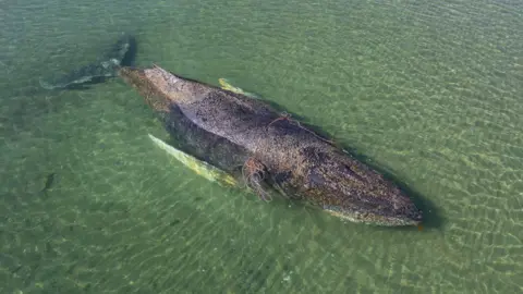 Tragic End for Rescued Humpback Whale Near Danish Island