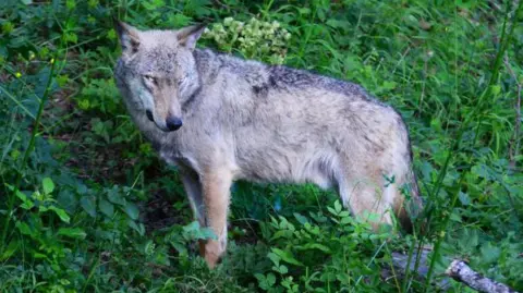 Suspected Poisoning: 18 Wolves Found Dead in Italian National Park