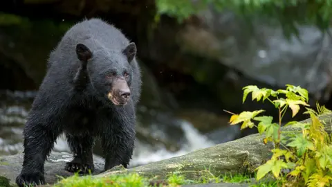 Fatal Bear Attack Claims Life of Camping Man in Arkansas