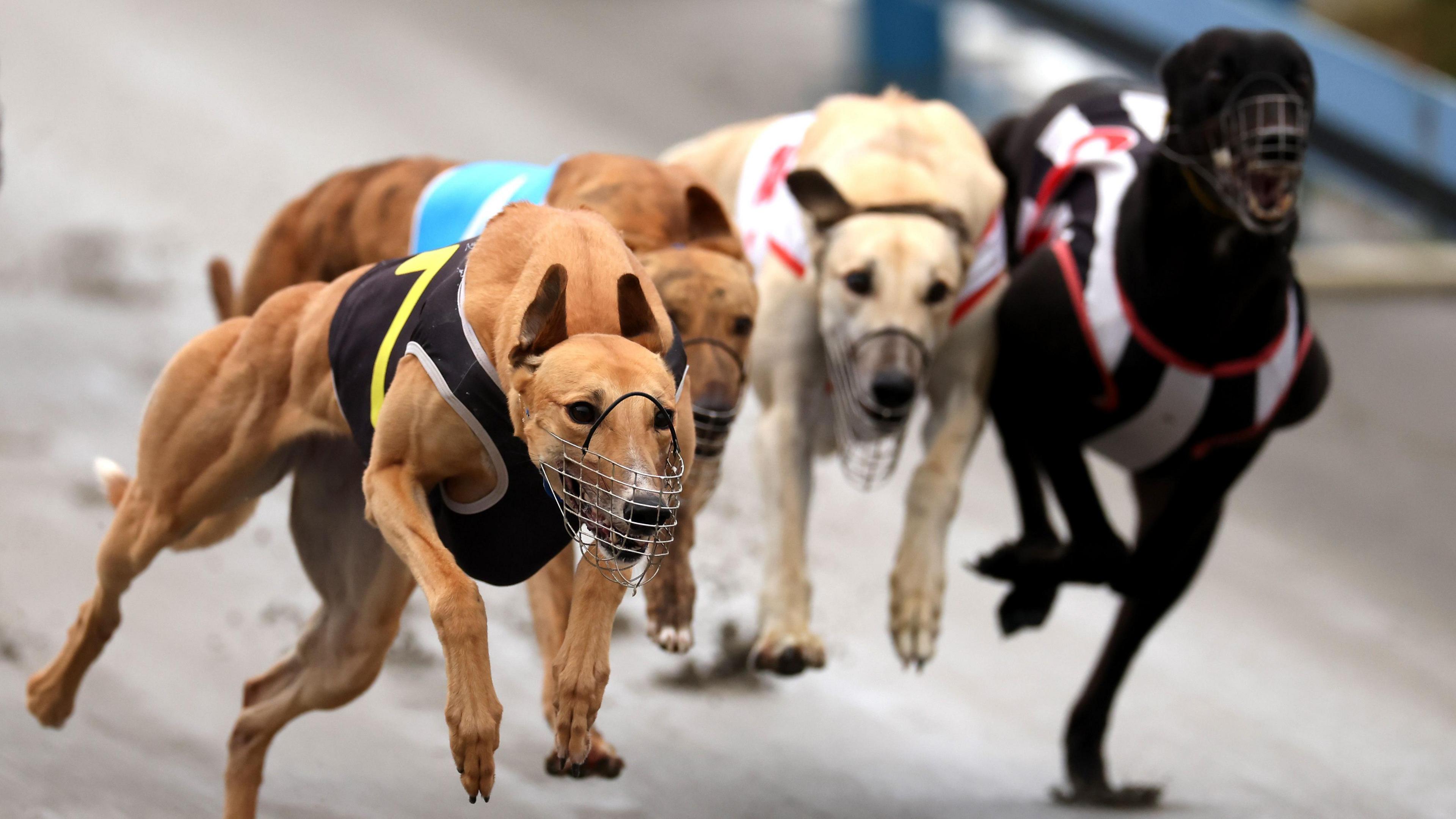 Greyhound Ban in New Zealand Sparks Australian Relocation Scheme