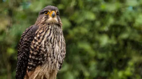 New Zealand Falcon Wins Bird of the Year in Historic Vote