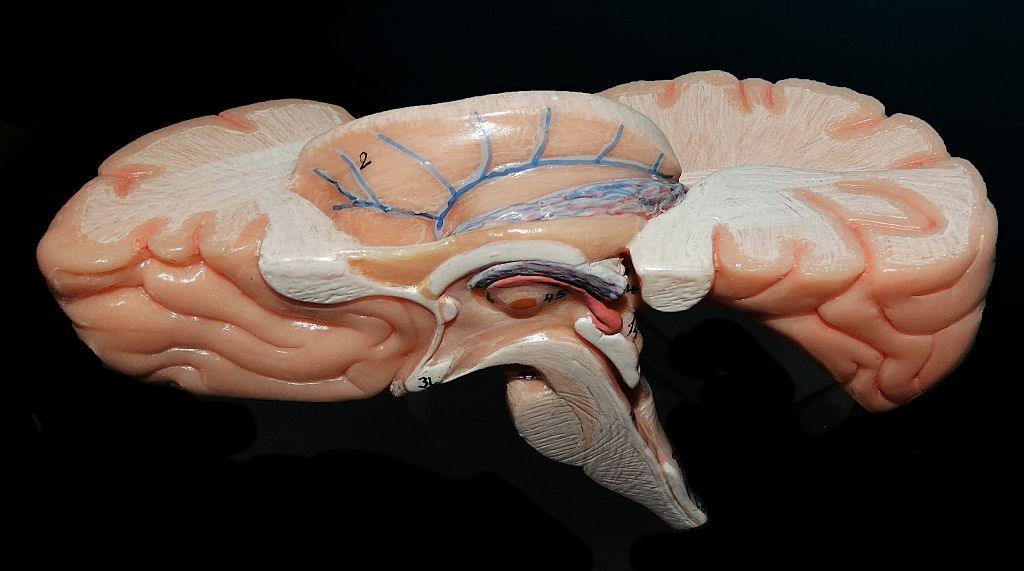 India’s Brainstem Atlas Could Shape Tomorrow’s Neurology