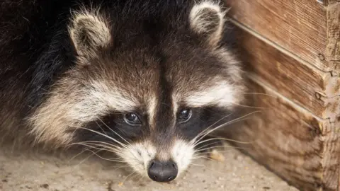 Raccoons: The Potential New Pets of America