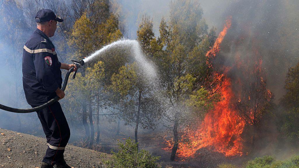 Wildfires in Algeria Claim At Least 12 Lives Amid Record Heatwave