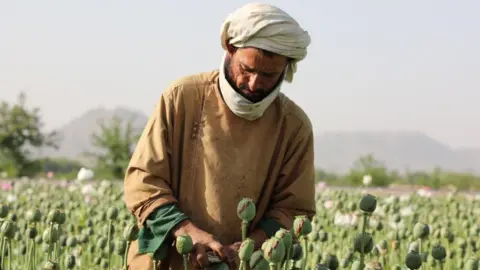 Decline of Opium Farming in Afghanistan: A Look at the Impact of the Taliban's Ban