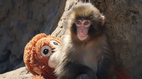 Bizarre Zoo Stunt Leads to Arrest of Two Men Over Infamous Monkey Incident