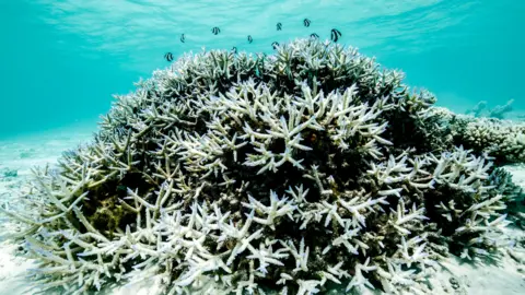 Hope for the Great Barrier Reef: Potential Recovery Below 2°C