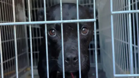 Unveiling the Shadows: Inside the European Dog Fighting Network