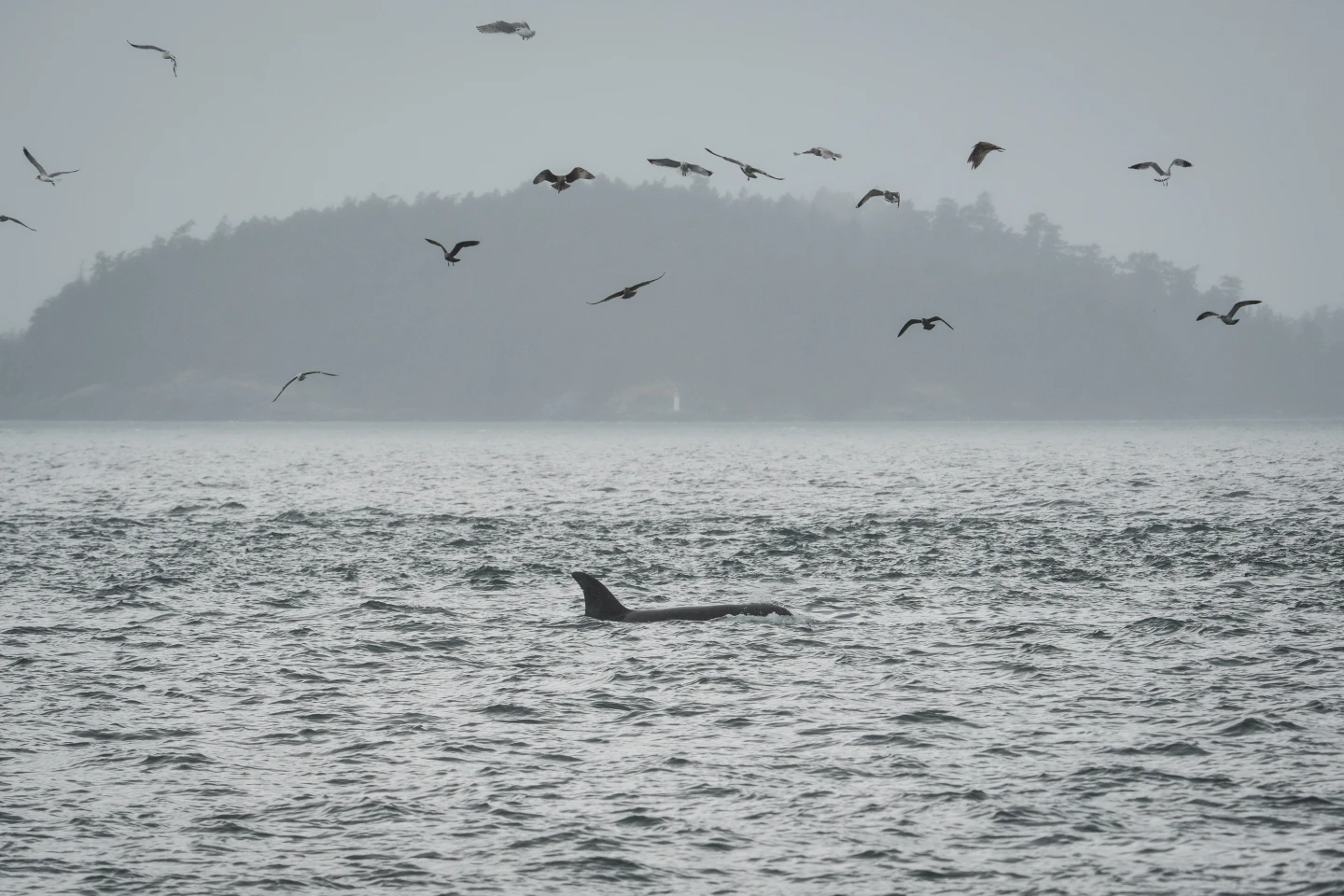 Future of Orca Conservation: Harnessing Fiber-Optic Technology in Marine Monitoring