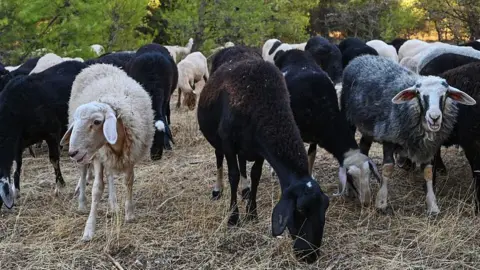 Greek Sheep Cull Sparks Fears of Feta Cheese Crisis