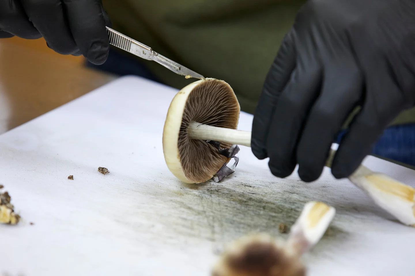 Psychedelic Drugs Get Fast-Tracked FDA Review Under Trump Administration