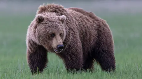 Bear Attack Injures 11 in British Columbia School Incident