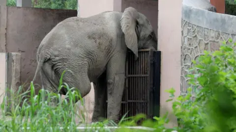 Tragic Death of Delhi's Last African Elephant Linked to Rare Virus