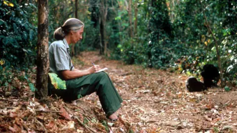 Remembering Jane Goodall: The Legacy of a Pioneering Conservationist