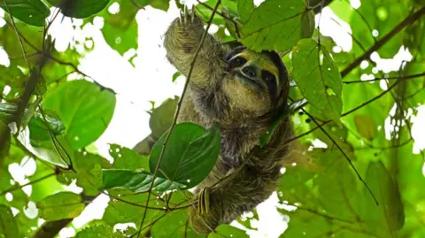 Tragic Loss: Sloths Die Before Florida's Sloth World Attraction Opens