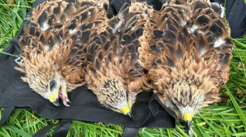 Reviving Red Kites: A Conservation Revival Between Spain and the UK