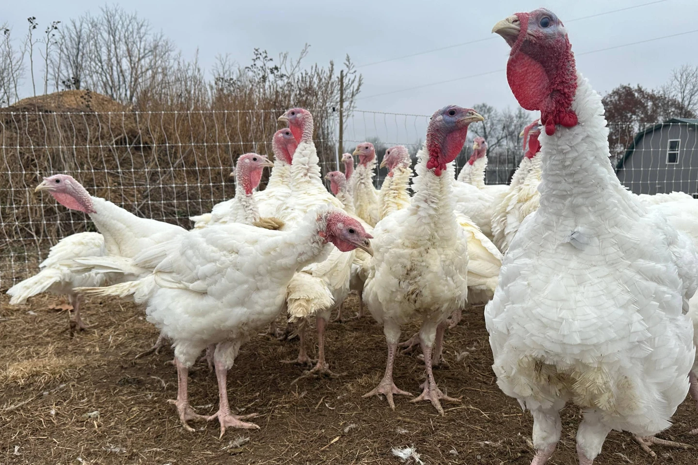 Old Brick Farm Thrives Amid Turkey Shortage and Rising Prices