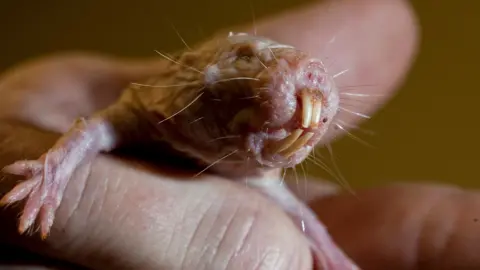 Unlocking Longevity: How Naked Mole Rats' DNA Holds Secrets to a Long Life