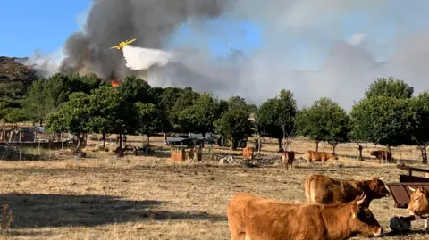 Spain Faces an Agricultural Crisis Following Catastrophic Wildfires