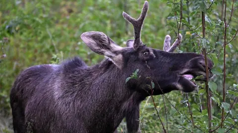 Emil the Elk: The Wandering Wonder Captured in Austria