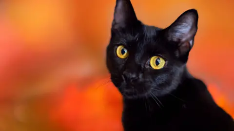 Terrassa Implements Temporary Ban on Black Cat Adoptions for Halloween