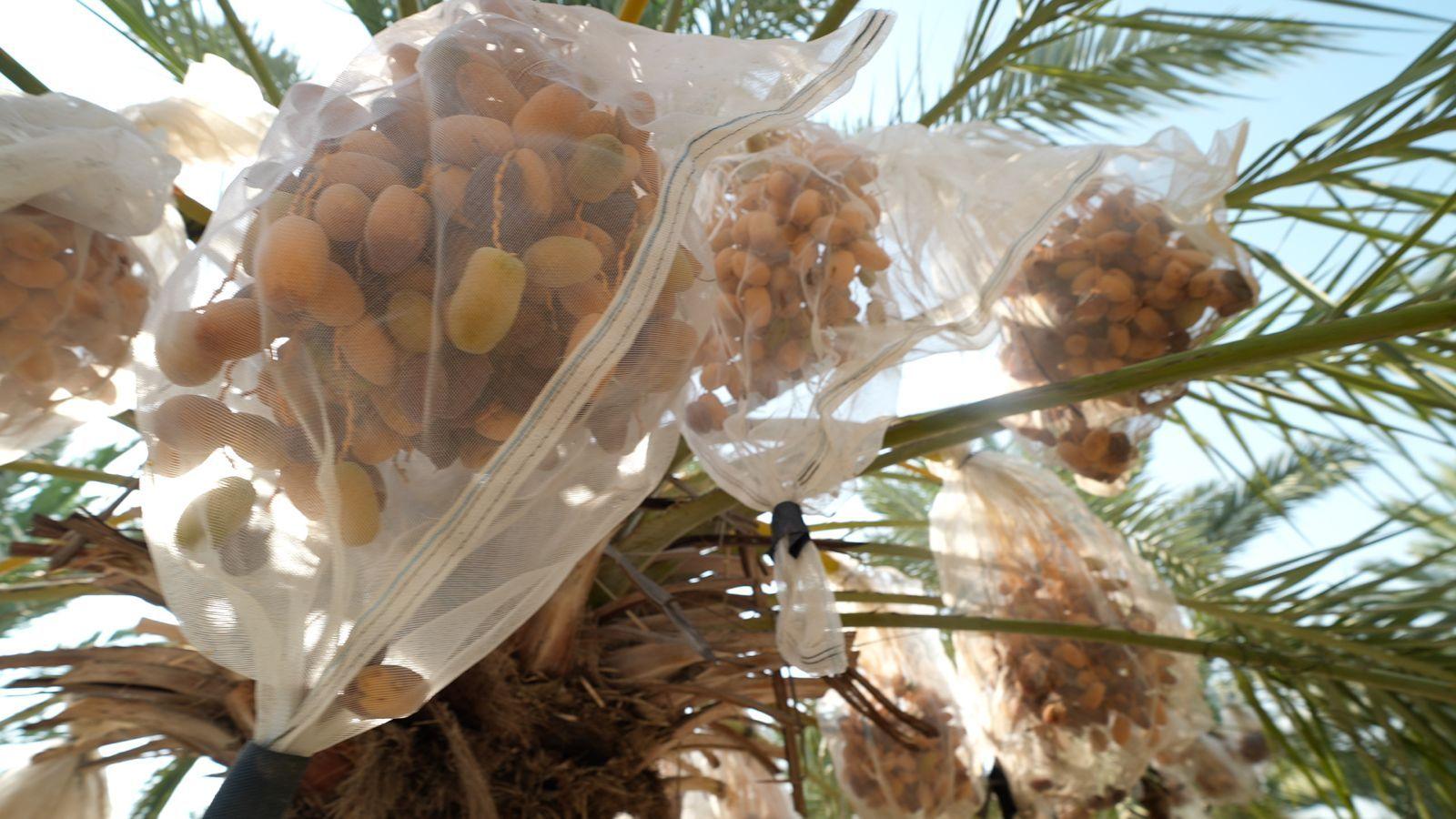 Black‑Palm Futures: The UK Sanction Threats to Israel’s Settler Markets