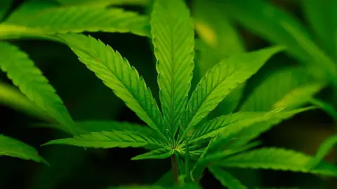 Historic Reclassification: Trump Administration Lowers Cannabis Risk Status