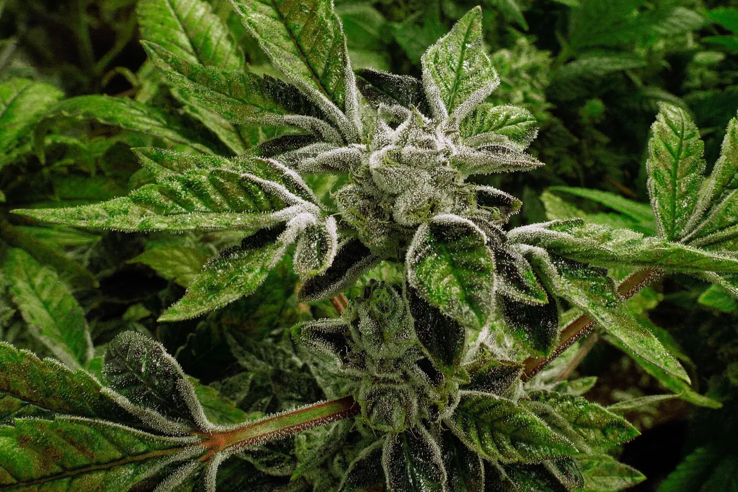 Historic Shift: Medical Marijuana Classified as Less Dangerous under Trump Administration