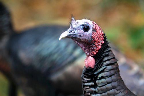 From Wild Turkeys to Weaselly Deals: A Thanksgiving Tale of Conservation