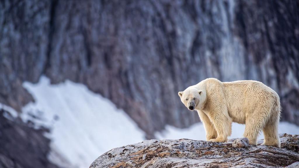 Foghorn Fine: Norwegian Vessel Pay for Disturbing Sleeping Polar Bear