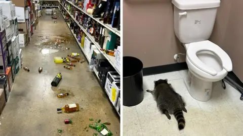 Tipsy Raccoon’s Liquor Store Heist Ends with an Unexpected Nap