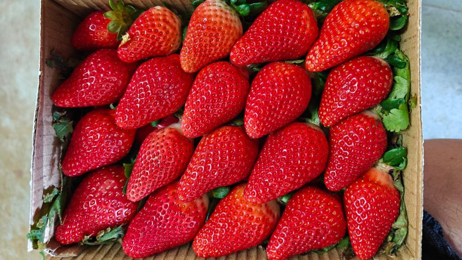 India’s Sweet Future: From Himalayan Hills to Strawberry Superpowers