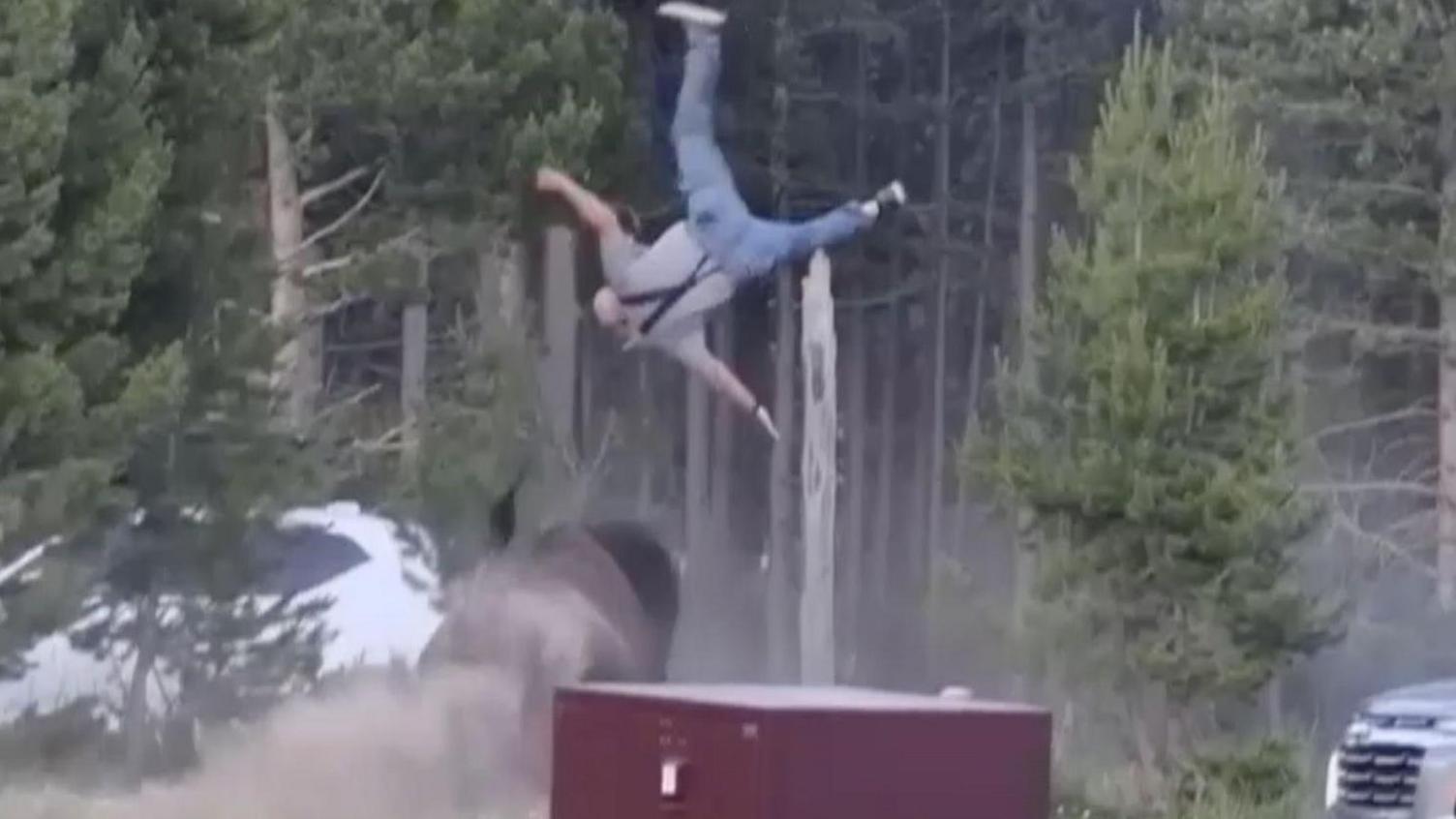 Yellowstone Bison Ramps Grandfather into the Air — A Wake‑up Call